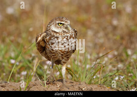 Kanincheneule (Athene Cunicularia) stehen auf dem Boden Stockfoto