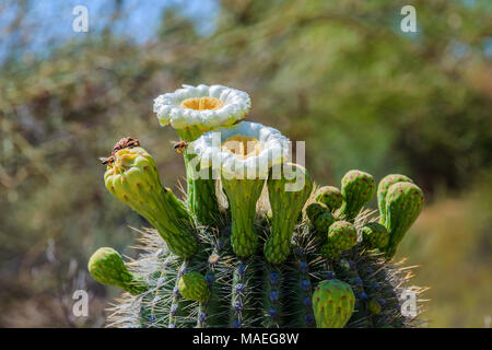 Die Bienen sammeln Pollen von Saguaro Kaktus Blumen in Arizona Sonora Wüste. Stockfoto