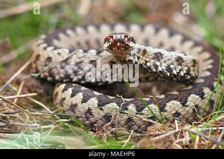 Bunte Männchen gekreuzt Addierer in die Kamera schaut (Vipera berus) Stockfoto