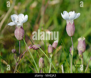 Meer Campion - Silene maritima wachsen auf alten Minen in den Mendip Hills Stockfoto