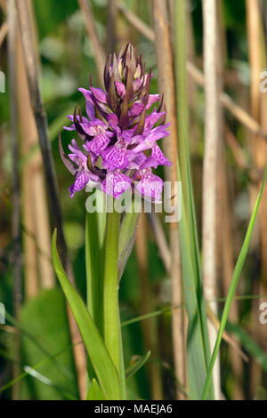 Südliche Marsh Orchidee - Dactylorhiza Praetermissa Blume Spike in Schilf Stockfoto