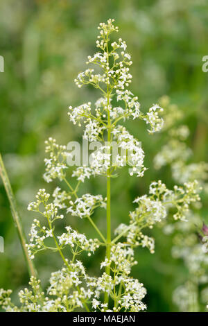 Hedge oder Weiß Bedstraw - galium Album kleine Wiese Blume Stockfoto