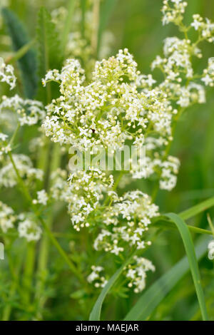 Hedge oder Weiß Bedstraw - galium Album kleine Wiese Blume Stockfoto