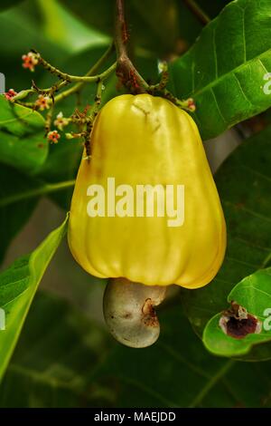 Gelbe Cashew Frucht am Baum Stockfoto