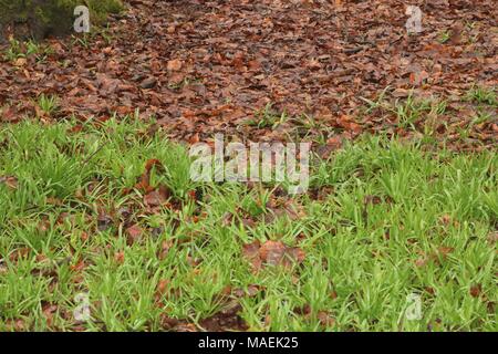 Pulsierende grüne Gras auf Waldboden im Frühjahr Stockfoto