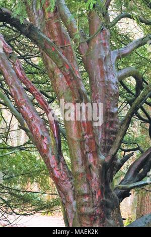 Alter Baum mit roten Rinde Stockfoto