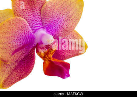Close Up, single, pink und lila Phalaenopsis Orchidee blühen auf weißem Hintergrund, Platz auf der rechten Seite kopieren Stockfoto