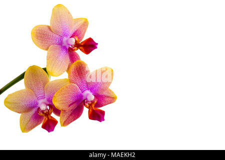 In der Nähe von mehrere rosa und lila Phalaenopsis Orchidee Blüten auf weißem Hintergrund, kopieren Raum auf der rechten Seite Stockfoto