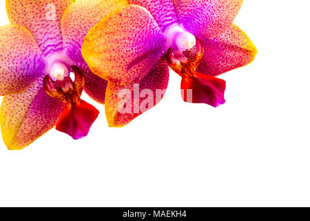In der Nähe von rosa und lila Phalaenopsis Orchidee Blüten auf weißem Hintergrund, kopieren Platz an der Unterseite Stockfoto