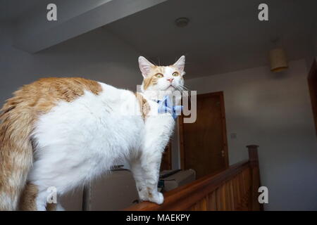 Weiß & Ginger Cat Modelle Bow Tie Stockfoto