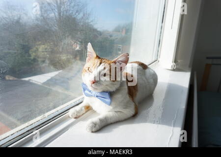 Weiß & Ginger Cat Modelle Bow Tie Stockfoto