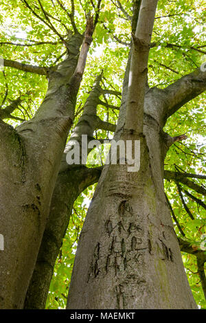 Ansicht von unten der Rosskastanie Baum mit unleserlichen Buchstaben und Namen in seinem Stamm geschnitzt. Stockfoto