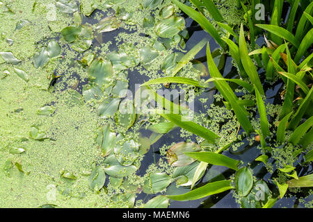 Blick von oben auf eine typische Umgebung mit Wasserlinsen Teich schwimmt auf der Oberfläche des Wassers und semi-aquatischen Pflanzen mit länglich, oval Stockfoto