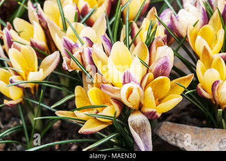 Crocus chrysanthus 'Advance' Stockfoto