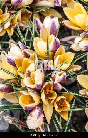 Crocus chrysanthus 'Advance' Stockfoto