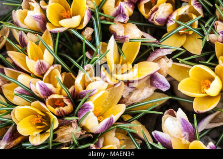 Crocus chrysanthus 'Advance' Stockfoto