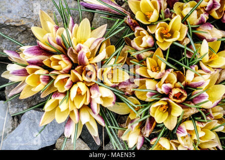 Crocus chrysanthus ' Advance ' alpine Pflanzen Felsgestein Stockfoto