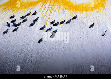Taube auf Weiße Wand Stockfoto