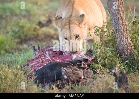 Löwe Panthera leo Fütterung am frühen Morgen auf einer neuen töten Stockfoto