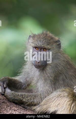 Close up Portrait von Olive Pavian Papio cynocephalus Anubis im Unterholz in Tansania Stockfoto