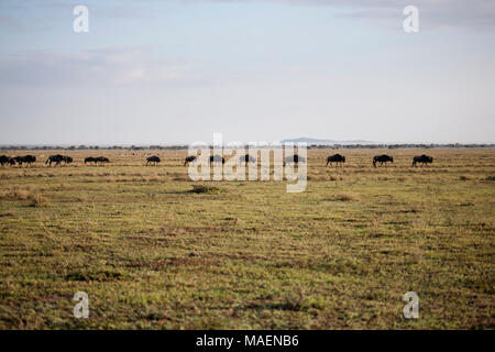 Prozession der blaue Gnus Connochaetes taurinus Überquerung der Plains in Tansania Stockfoto