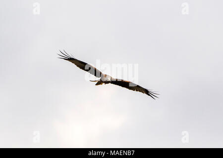 Rotmilan Milvus milvus gegen einen grauen Himmel in der Nähe von Harewood, Leeds, West Yorkshire, Großbritannien gleiten Stockfoto