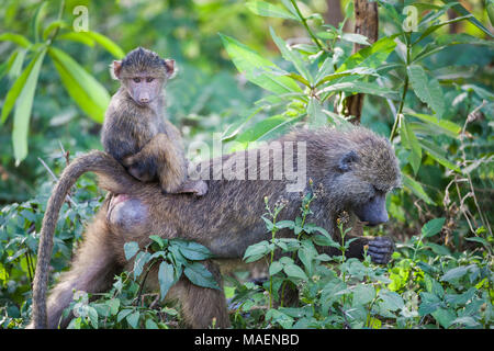 Junge Baby olive Pavian Papio cynocephalus Anubis hitching eine Fahrt auf der Rückseite seines erwachsenen Mutter im Unterholz Stockfoto