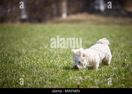 Weißen Havaneser hunde spielen in der wiese gras Feld Park Garden Stockfoto