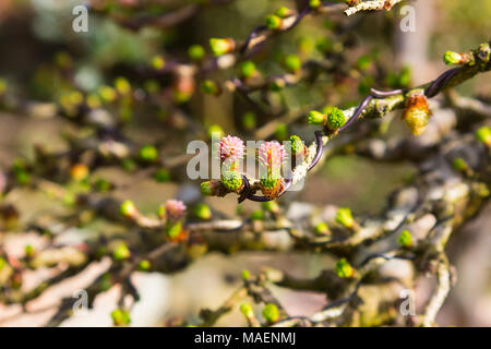 Kleine Blumen auf eine Niederlassung eines europäischen Lärche Bonsai Baum, der vor kurzem verdrahtet wurde Stockfoto