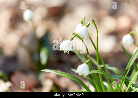 Märzenbecher im Wald im daylite Sun Stockfoto