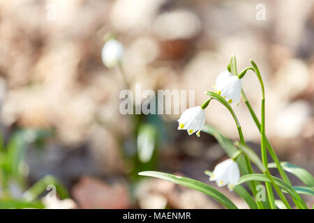 Märzenbecher im Wald im daylite Sun Stockfoto