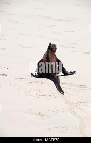 Marine iguana, Tortuga Bay, Galapagos Inseln Stockfoto