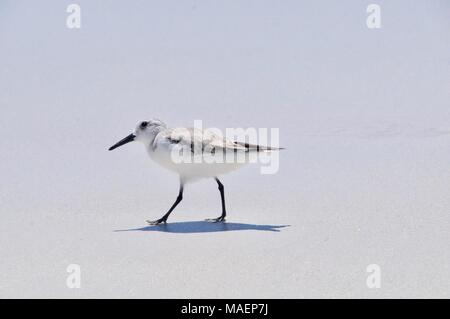 Sanderling im Tortuga Bay, Galapagos Insel Stockfoto