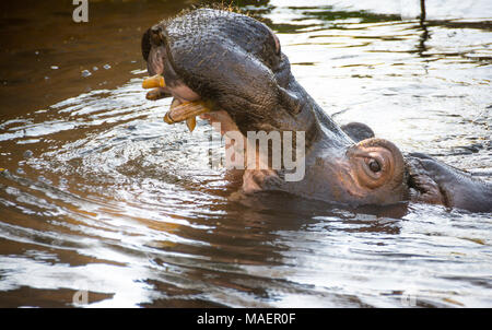 Aggressive Nilpferd mit offenem Berg in Wasser. Stockfoto