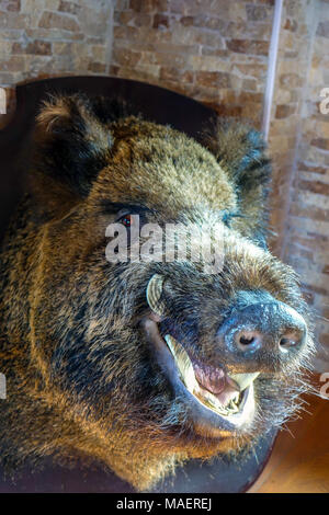 Wildschwein Kopf mit stoßzähnen an Bord, Jagd Trophäe montiert Stockfoto