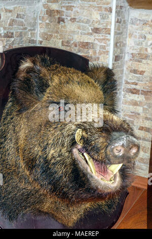 Wildschwein Kopf mit stoßzähnen an Bord, Jagd Trophäe montiert Stockfoto