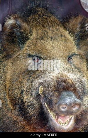 Wildschwein Kopf mit stoßzähnen an Bord, Jagd Trophäe montiert Stockfoto