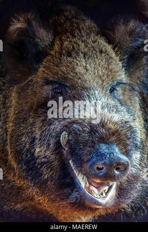 Wildschwein Kopf mit stoßzähnen an Bord, Jagd Trophäe montiert Stockfoto