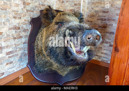 Wildschwein Kopf mit stoßzähnen an Bord, Jagd Trophäe montiert Stockfoto