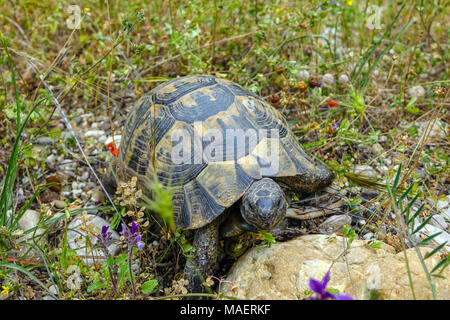 Gemeinsame Landschildkröte (Testudo graeca) Griechische Schildkröte, oder Sporn - thighed Schildkröte dort tgrass und Blumen Stockfoto