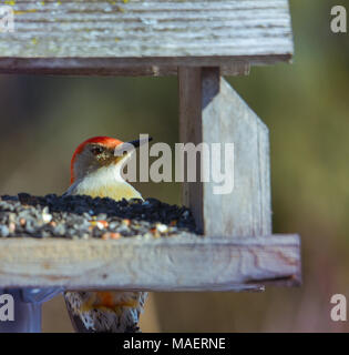 Red bellied Woodpecker Männchen im Sunflower Einzug. horizontales Bild mit Hintergrund absichtlich unscharf in sanften, neutralen Farben. Stockfoto