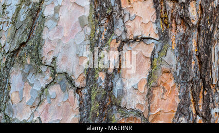 Nahaufnahme der flockig Pinienrinde Textur. Pinus. Schöne dekorative Hintergrund aus der Schuppige gerissene Stamm einer alten Nadelbaum mit Spuren von Moos. Stockfoto