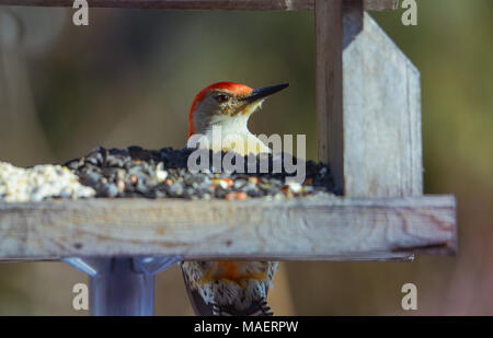 Red bellied Woodpecker Männchen im Sunflower Einzug. horizontales Bild mit Hintergrund absichtlich unscharf in sanften, neutralen Farben. Stockfoto