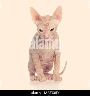 Kahle Kätzchen Don Sphynx Stockfoto