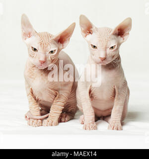 Zwei sphynx Kätzchen auf weißem Hintergrund Stockfoto