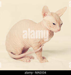 Cute haarlose Katze auf Hintergrund Stockfoto
