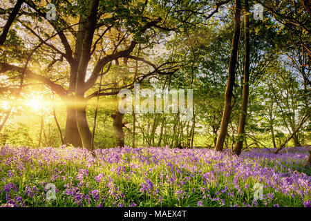 Morgengrauen goldenen Licht tanzen über die Feder Teppich der bluebells in einem alten englischen Wälder Wald. Stockfoto