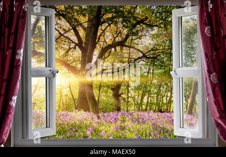 Fenster öffnen sich auf Bluebell Wald Wald Sonnenaufgang am Morgen Licht. Frische Landschaft Blick von drinnen. Stockfoto