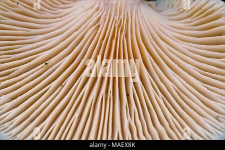 Schließen Sie herauf Bild der Unterseite eines Pilzes, schöne Muster von Linien Stockfoto