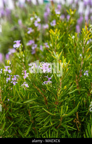 Rosmarinus Officinalis, gewachsen wie eine Hecke Rosmarin Rosmarys